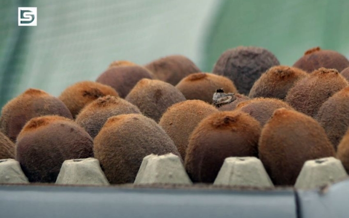 DSTV: hol a kivi, itt a kivi?!