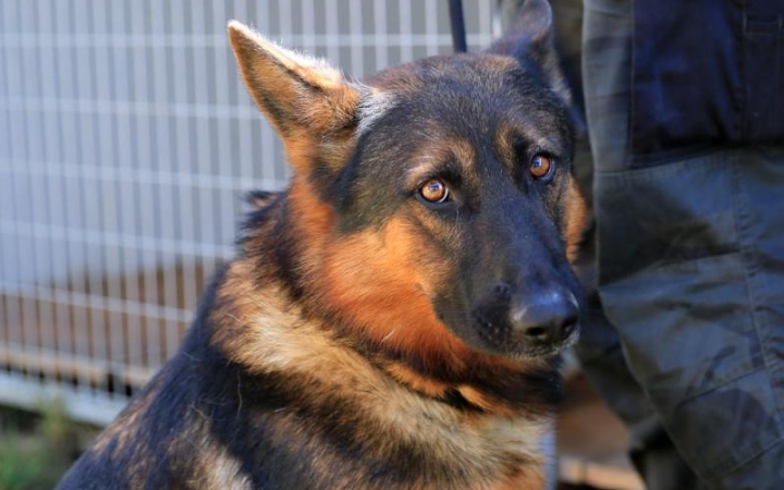 Adománygyűjtés – most a hontalan négylábúak javára