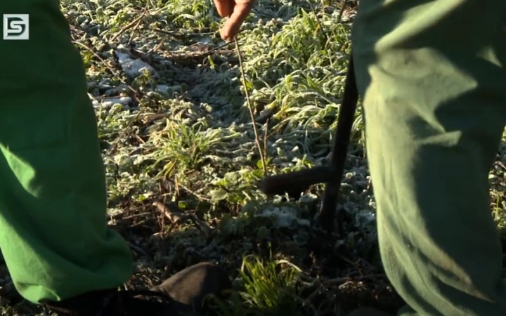 DSTV: csemetéket telepítenek a város erdészei