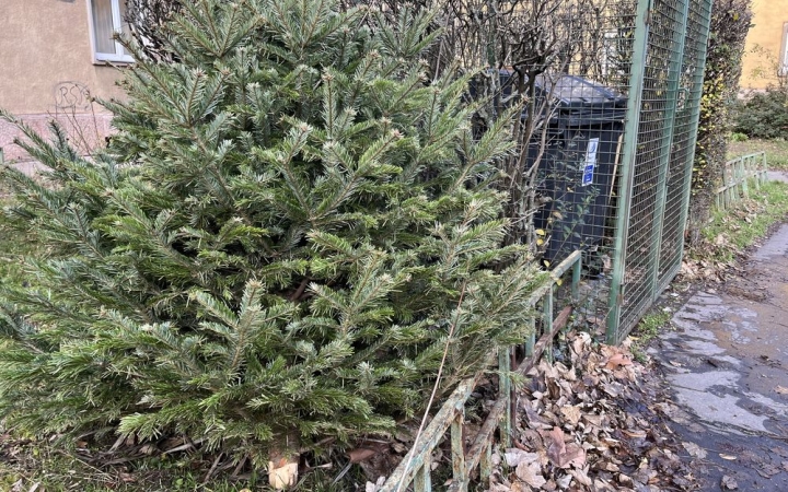 Két alkalommal szállítják a fenyőket