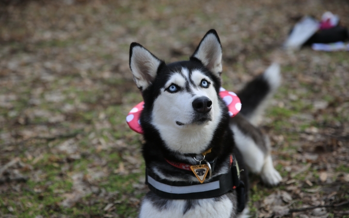 DSTV: kutyás farsang a Petőfi ligetben (galériával)