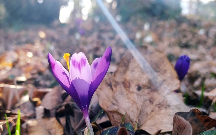 Változékony, mozgalmas, de egyértelműen tavaszias idő