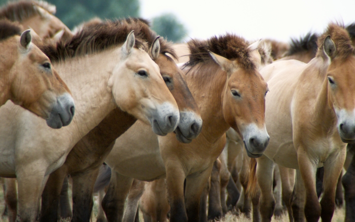 Szabad Szemmel: "Vadlovak" a Szertelen Házban