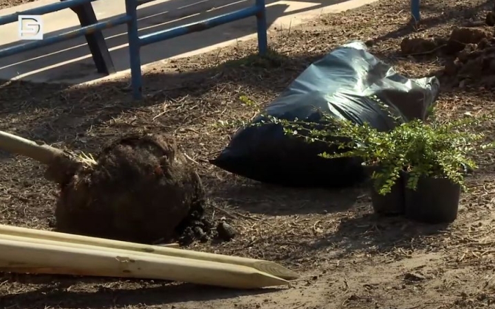 DSTV: hűsítő liget a Petőfiben