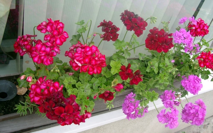 Ismét lehet nevezni a virágosítási versenyre