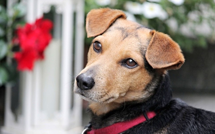 Jótékonysági programot szervez a FÁDA