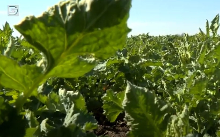 DSTV: öt évtized a földeken