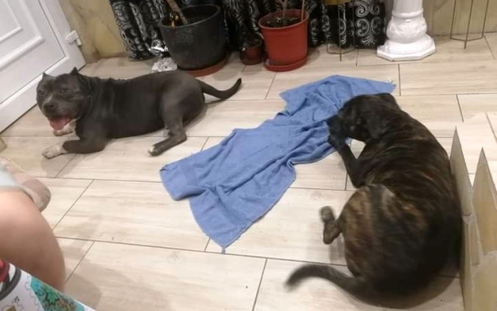 Két éles lövés hajnalban – és hol lehet Hádész!?