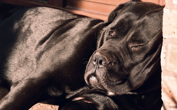 A komoly dél-olasz munkakutya