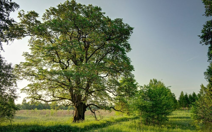 Együtt ünneplik a madarak és fák napját Kishantoson