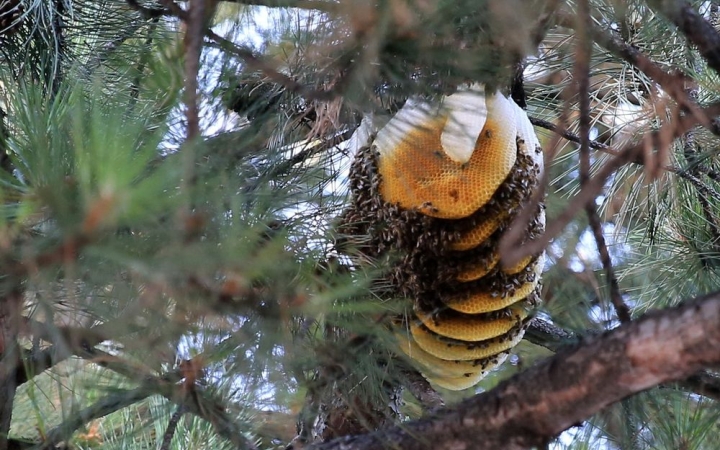 Darazsak vagy méhek a városban – jelezzék, ha segítség kell!