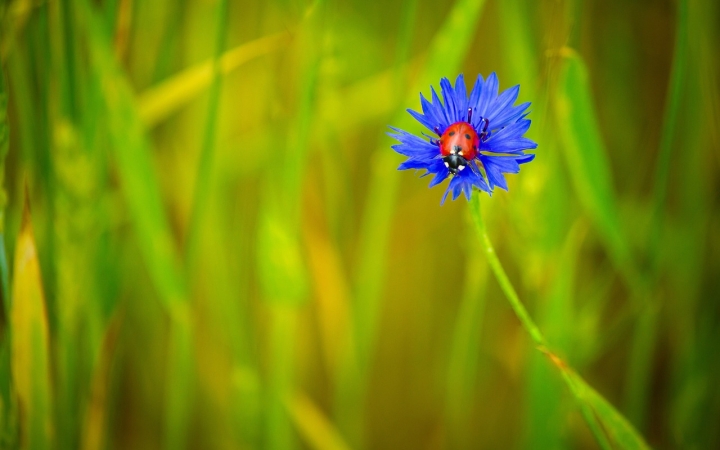 Így lehet kordában tartani a levéltetvek számát