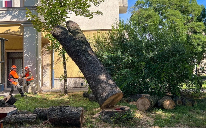 Közel háromszáz öreg, beteg fát vágnak ki a városban – fő a balesetmegelőzés!