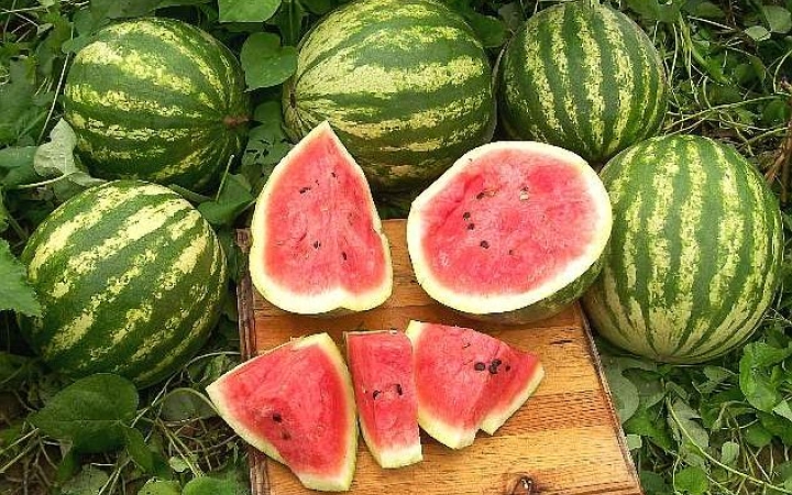 Közeledik a dinnyeszezon