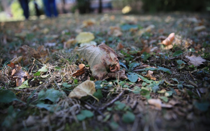 Közeledik az ősz, a legnagyobb feladat a lombgyűjtés lesz