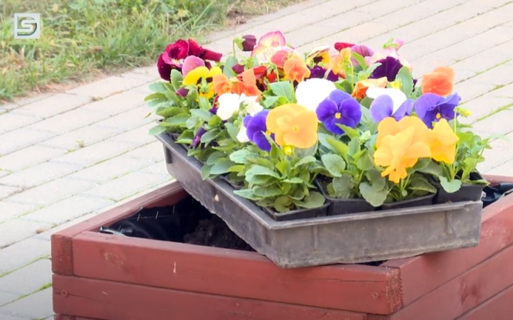 DSTV: virágültetéssel és muzsikával ünnepeltek