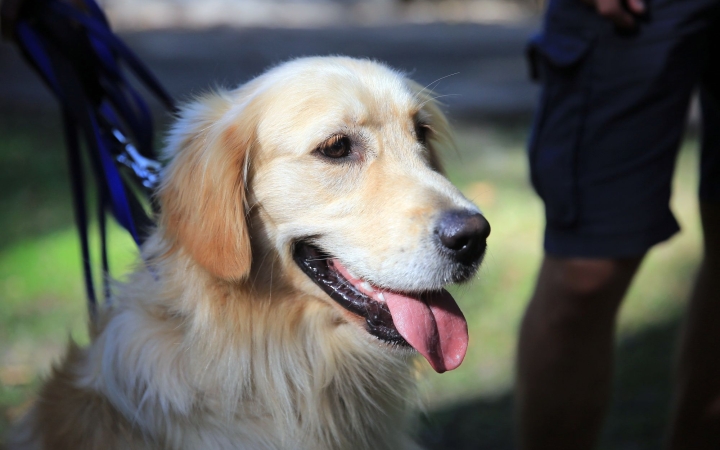 Nyílt napot tartottak a mentőkutyások