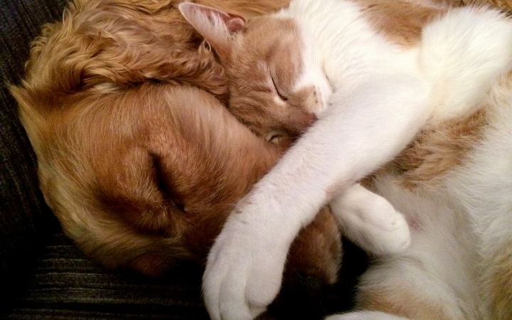 Móricz: gyűjtés az állatokért, gyűjtés a környezetért