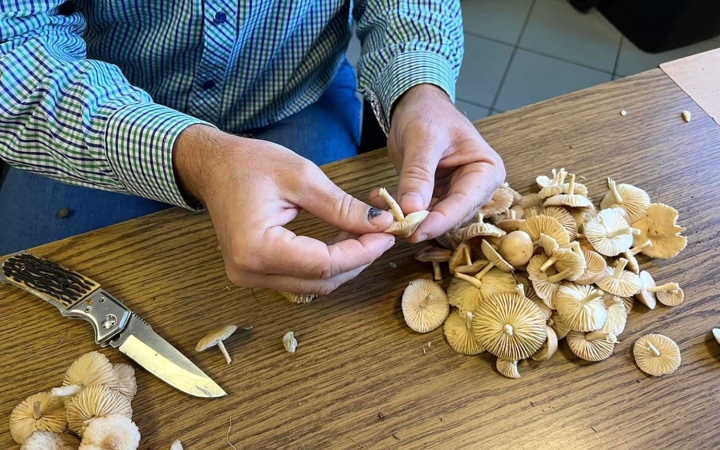 Újra működik a gombavizsgáló!