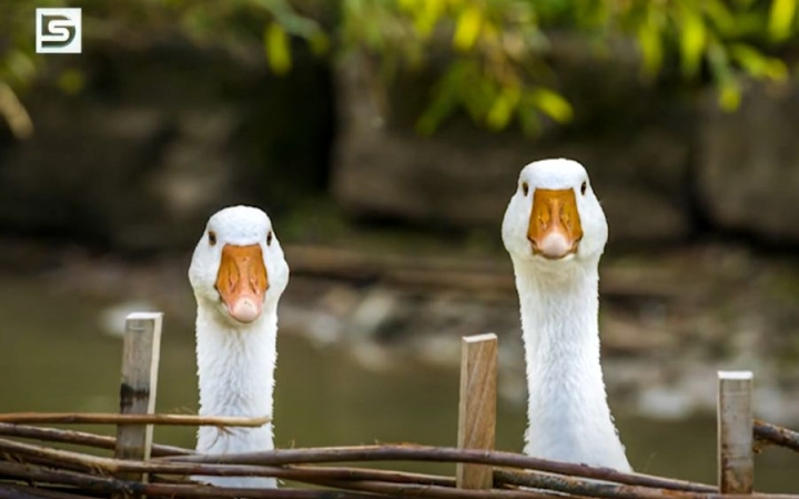 DSTV: a Márton nap története