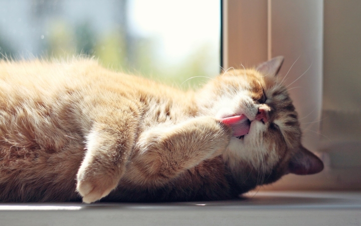 Hogyan lesz higiénikus a cicás lakás?