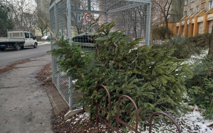 Kétszer gyűjtik és szállítják el a fenyőfákat