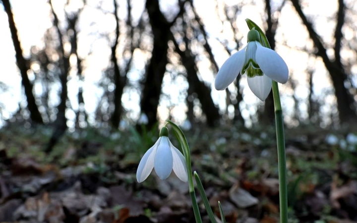 Változékony, szeles napok – de már tényleg tavasz!