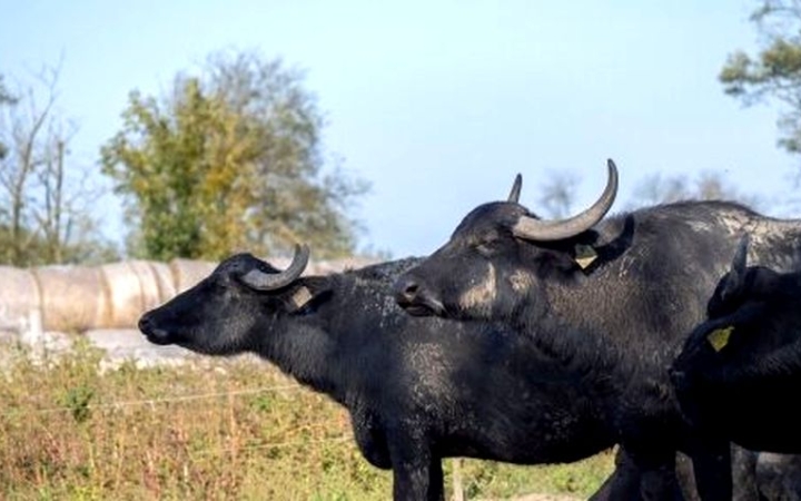 Pihenés a Kis-Balatonnál