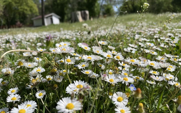 A fűnyírás rendben lesz, több ember és gép dolgozik a köztereken
