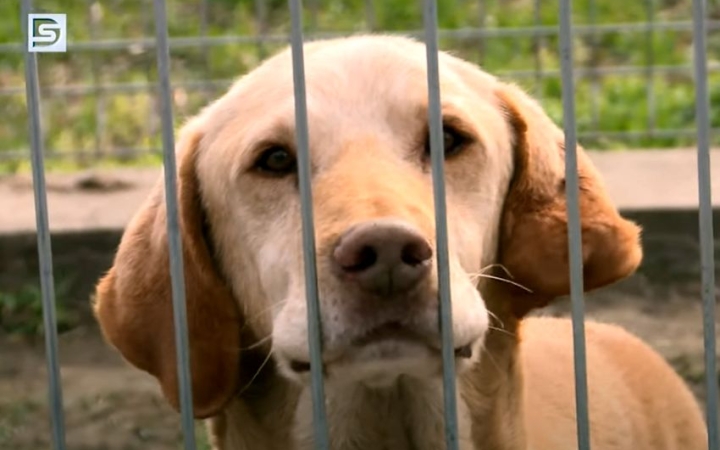 DSTV: az ebtelep öregjei