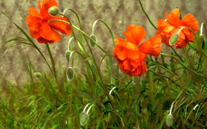 Nyárias nyitány, aztán aranyat érő esős napok