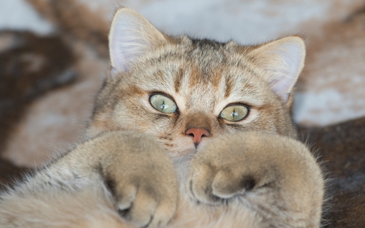 A kullancs eltávolításának menete