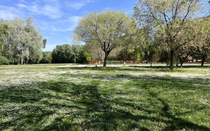 Felmérték a város teljes faállományát