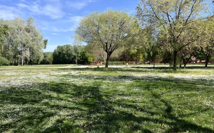 Felmérték a város teljes faállományát