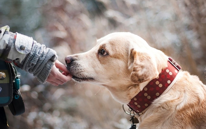 Lakossági fórumon a kutyás ügyek