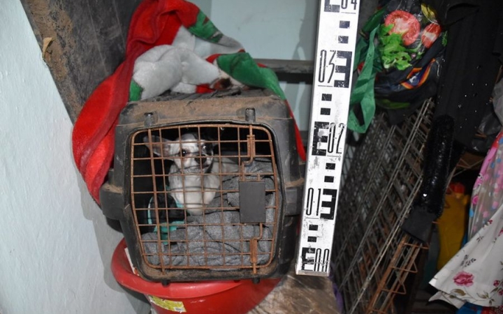 Sanyarú sorban tartott kutyusokat – állatkínzásért felelhet