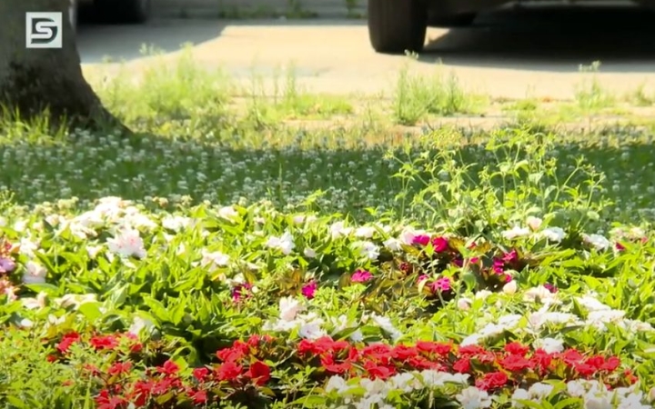 DSTV: együtt a virágos városért