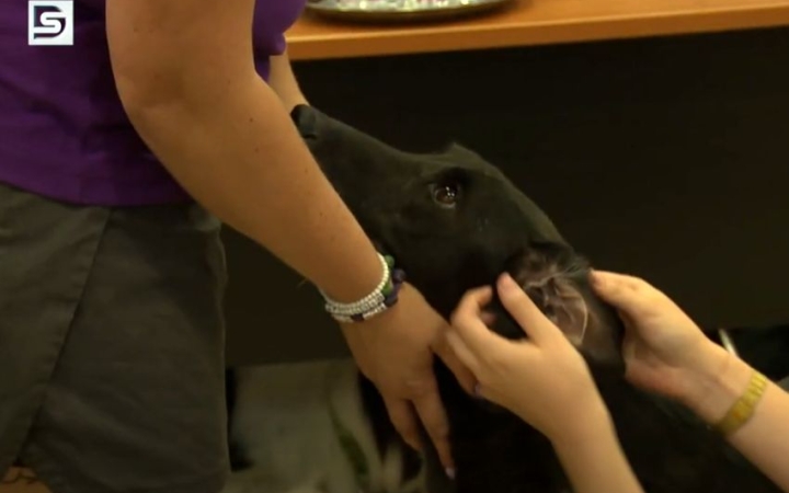 DSTV: a felelős állattartásért