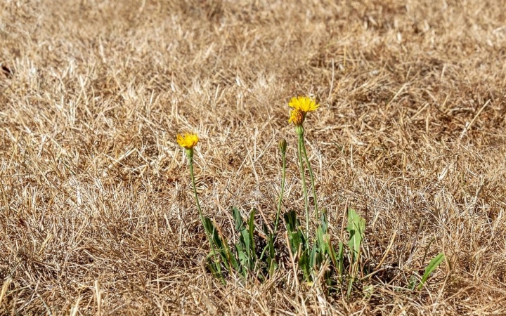 Ismét itt a kánikula – és vele a másodfokú hőségriasztás