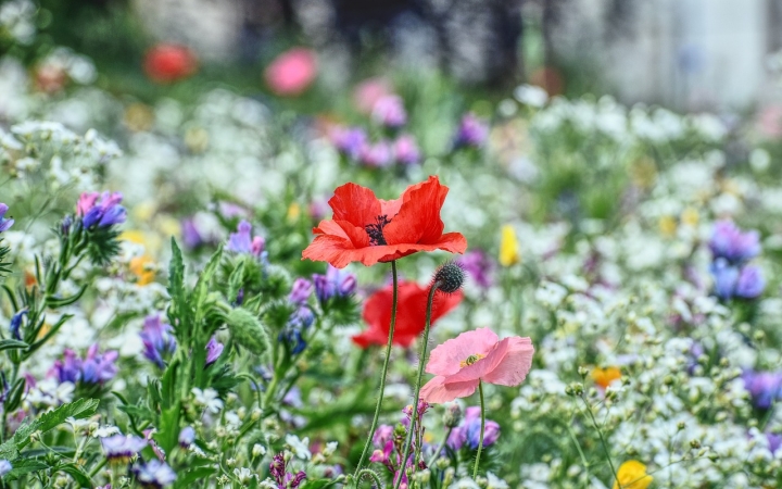 A vadvirágos rétek esélyei – városi környezetben