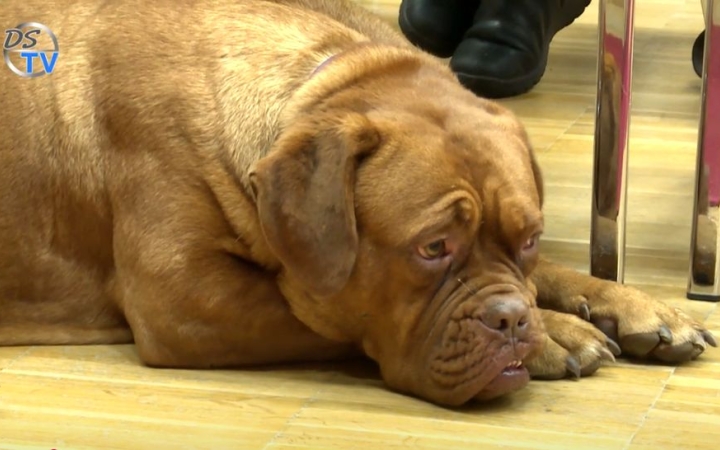 DSTV: méltán népszerű a Duna Dog Center