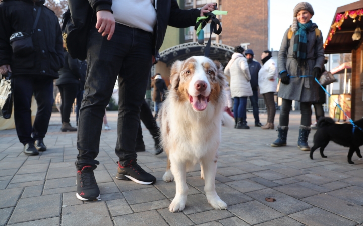 Petárda helyett kutyatápot vásároltak