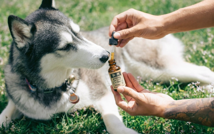 Olajjal a kutyák egészségéért