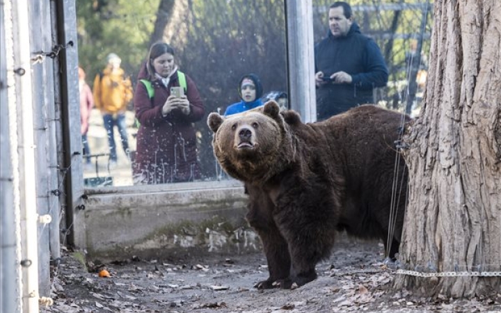 Előbújtak a medvék a Szegedi Vadasparkban
