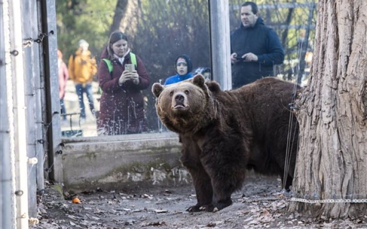 Előbújtak a medvék a Szegedi Vadasparkban