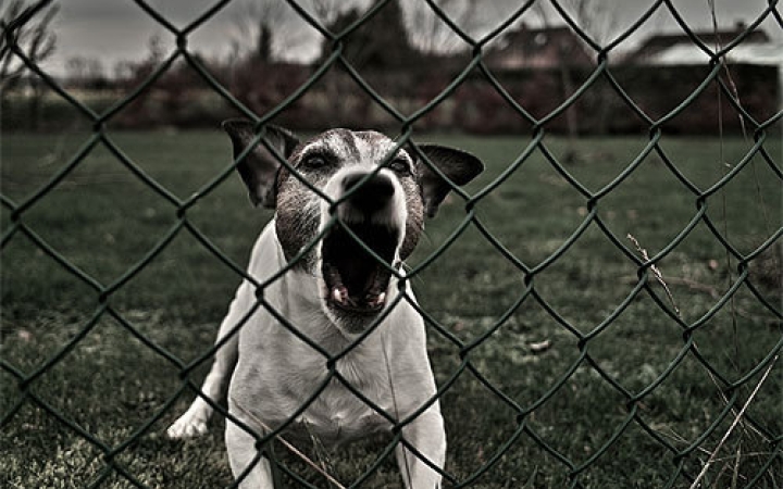 Kutyatámadás Mezőfalván