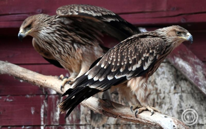 Elkészült az idei sasleltár