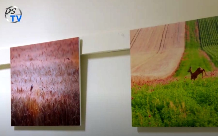 DSTV: két világ – egy objektíven át