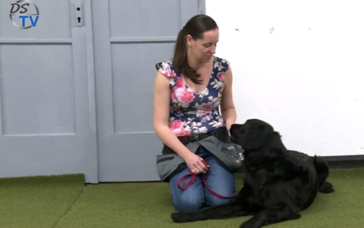 DSTV: Áfonya is vizsgát tett