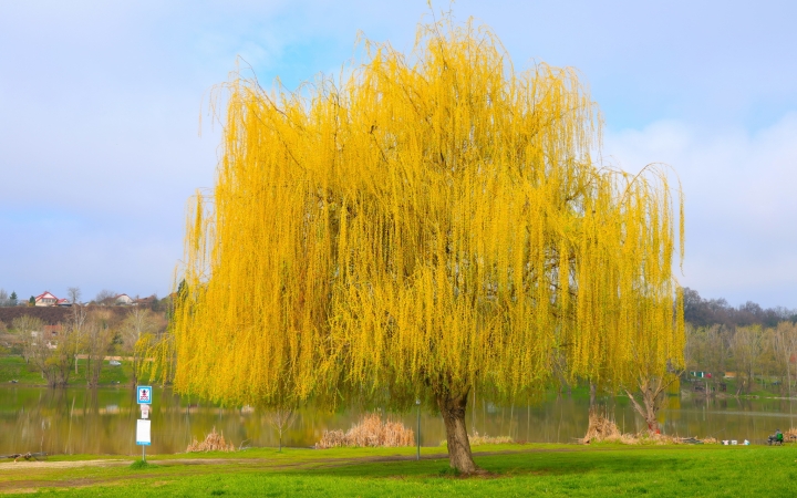 Dunaújváros fái a négy évszakban – fotókon!